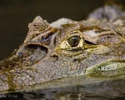 Caiman