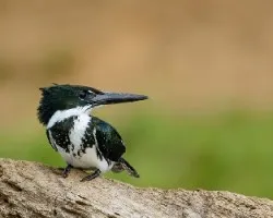 Chloroceryle americana