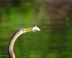 Anhinga anhinga