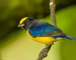 Euphonia xanthogaster