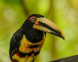 Pteroglossus erythropygius