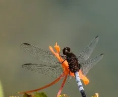 Libelula 