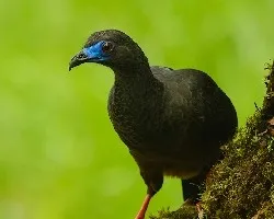 Chamaepetes goudotii