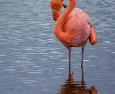 Phoenicopterus chilensis