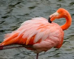 Phoenicopterus chilensis