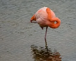 Phoenicopterus chilensis