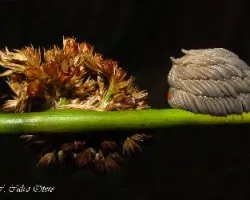 Curiosidades de la naturaleza