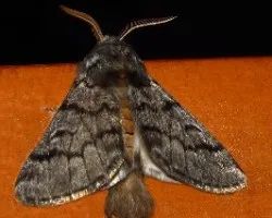 Una polilla en mi casa