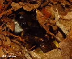 Bombus terrestris
