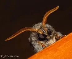 Una polilla en mi casa