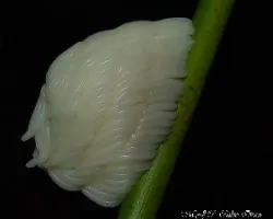 Curiosidades de la naturaleza