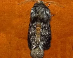 Una polilla en mi casa