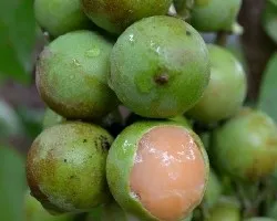 Melicoccus bijugatus