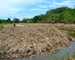 Hábitat del caimán