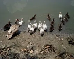 Anas platyrhynchos domesticus