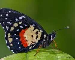 Chlosyne janais janais