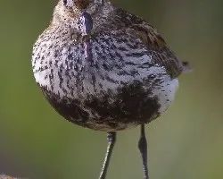 Correlimos comun-caladris alpina