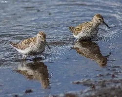 Correlimos comun-caladris alpina
