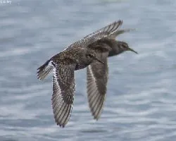 Correlimos comun-caladris alpina