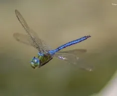 Anax imperator