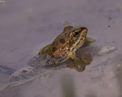 Pelophylax perezi