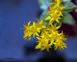 Sedum luteoviride