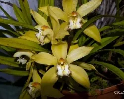 Cymbidium