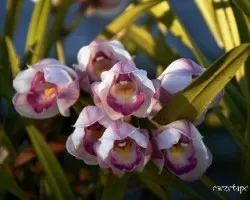 Cymbidium