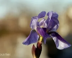 Iris sp