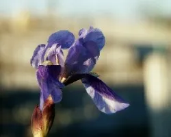 Iris sp
