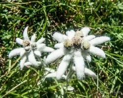 Leontopodium alpinum