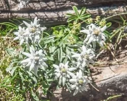 Leontopodium alpinum