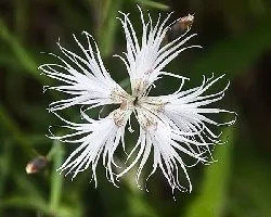 Dianthus hyssopifolius 