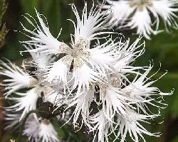 Dianthus hyssopifolius 