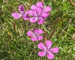 Dianthus armeria