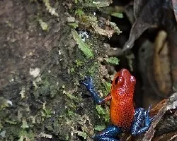 Oophaga pumilio