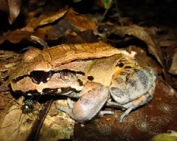 Leptodactylus savagei