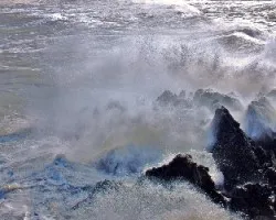 Loriculus philippensis