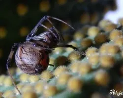 Latrodectus geometricus