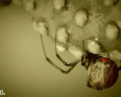 Latrodectus geometricus