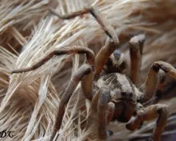 Lycosa erythrognatha