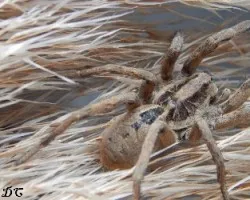 Lycosa erythrognatha