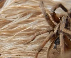 Lycosa erythrognatha