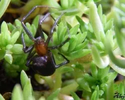 Steatoda grossa