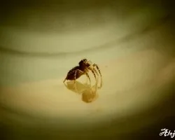 Salticidae 