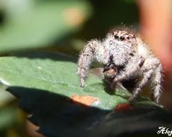 Salticidae 