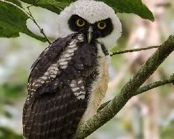 Pulsatrix perspicillata