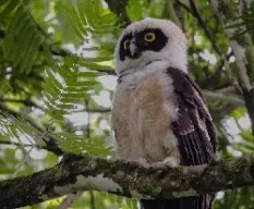 Pulsatrix perspicillata