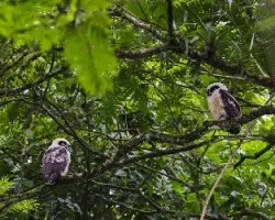 Pulsatrix perspicillata