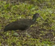 Mesembrinibis cayennensis